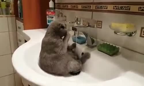Коте се къпе в мивка само