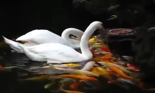 Лебеди хранят риби 