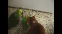 Папагал ядосва котка