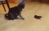  Мама котка и бебе коте