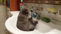 Коте се къпе в мивка само