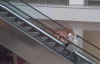   Ето как една блондинка използва ескалатор 