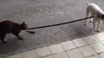  Вижте как котка води куче за каишка